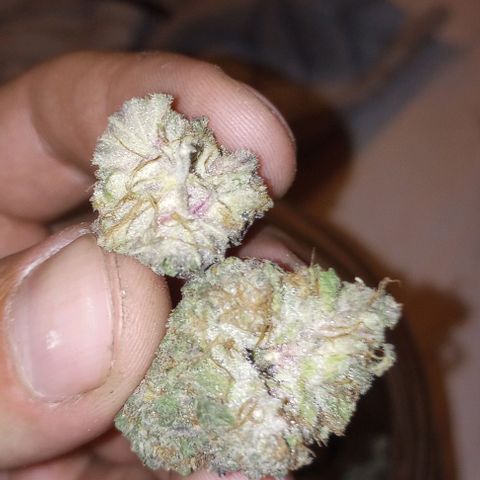 Bahama Berry growlog timeline photo
