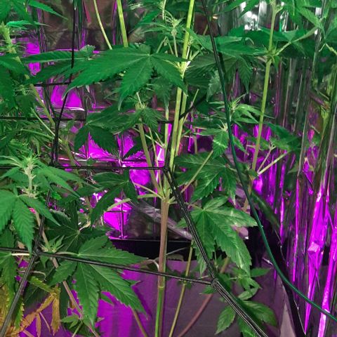 Purple Kush II growlog timeline photo