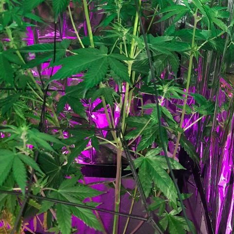 Purple Kush II growlog timeline photo