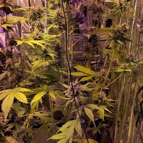 Purple Kush II growlog photo: Poda fim