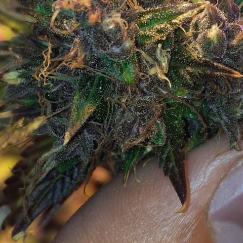 Purple Kush II growlog timeline photo