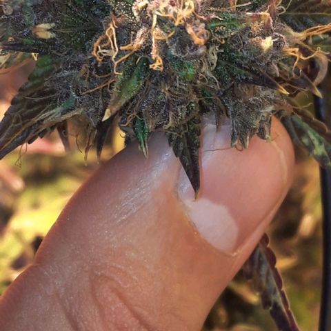 Purple Kush II growlog timeline photo
