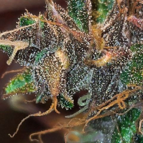 Purple Kush II growlog timeline photo