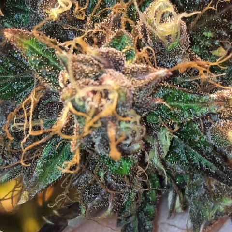 Purple Kush II growlog timeline photo