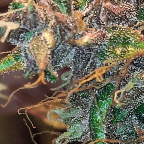 Purple Kush II growlog timeline photo
