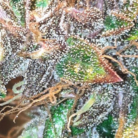 Purple Kush II growlog timeline photo