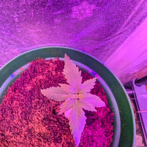 Auto Gorilla Blue growlog timeline photo