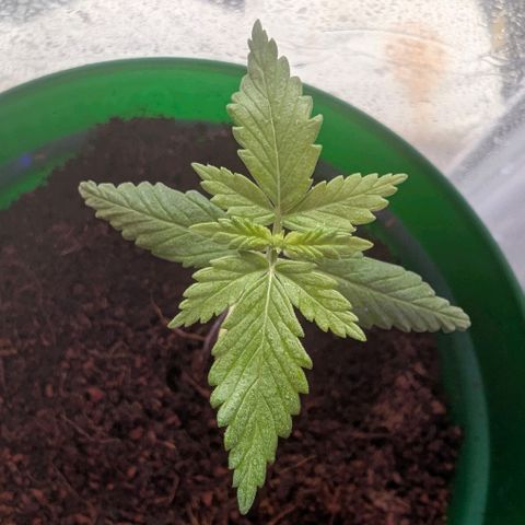 Auto Gorilla Blue growlog timeline photo