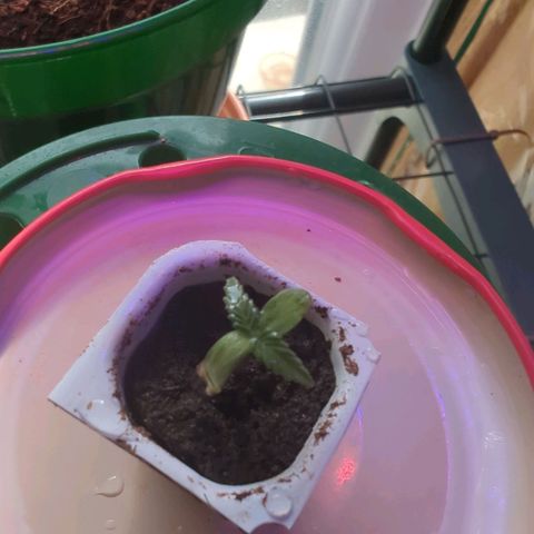 Quick One growlog timeline photo