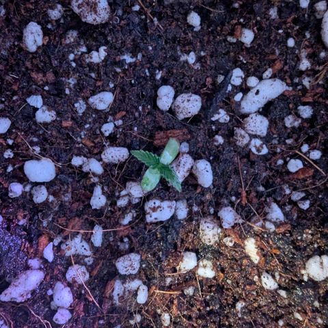 Quick One growlog photo: Przesadzanie 
