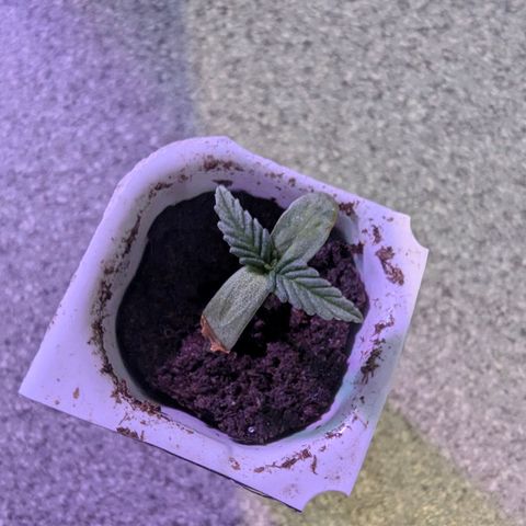 Quick One growlog photo: Przesadzanie 