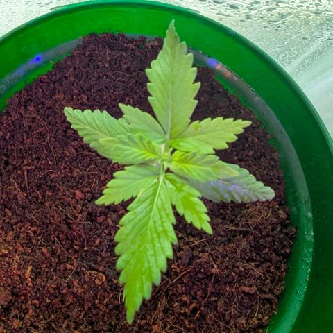 Auto Gorilla Blue growlog timeline photo
