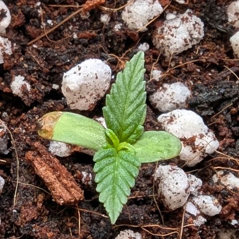 Quick One growlog timeline photo