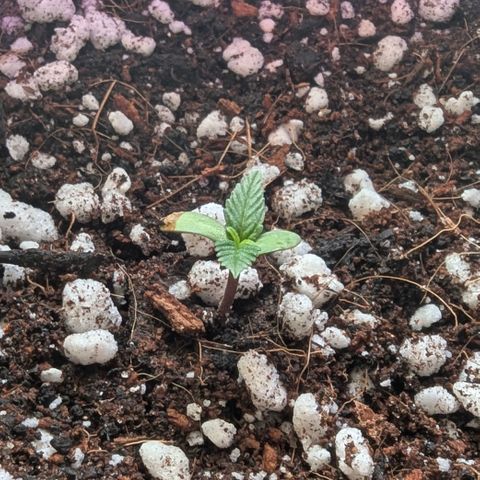 Quick One growlog timeline photo