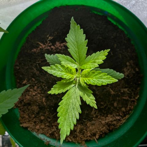 Auto Gorilla Blue growlog timeline photo