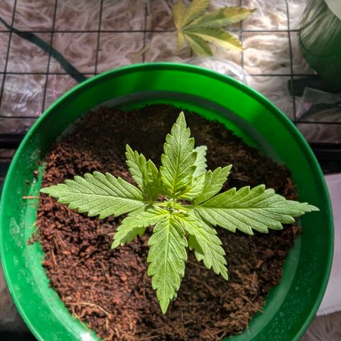 Auto Gorilla Blue growlog timeline photo