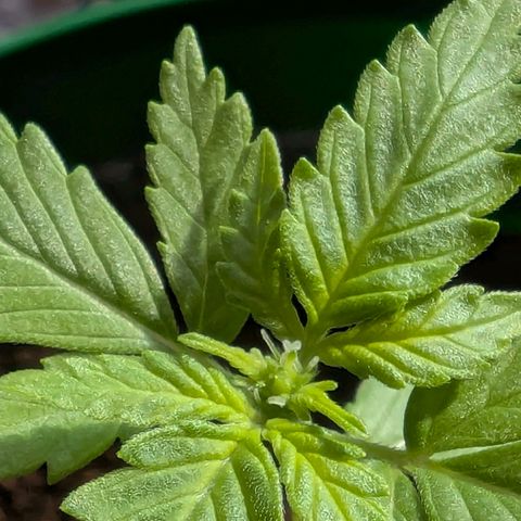 Auto Gorilla Blue growlog timeline photo