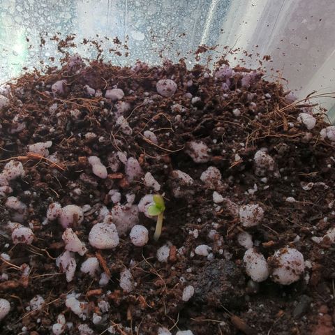 Sherbet Queen Automatic growlog timeline photo