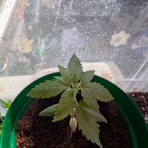 Auto Gorilla Blue growlog timeline photo