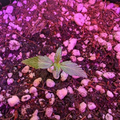 Quick One growlog timeline photo