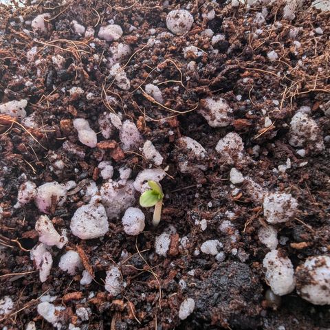 Sherbet Queen Automatic growlog timeline photo