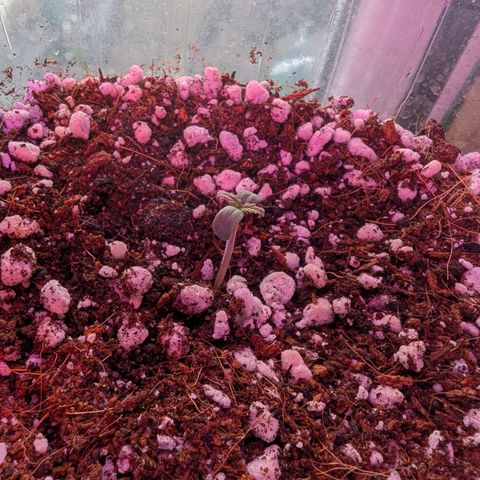 Sherbet Queen Automatic growlog timeline photo