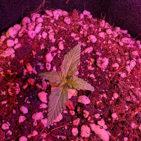 Quick One growlog timeline photo