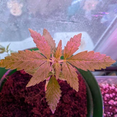 Auto Gorilla Blue growlog timeline photo