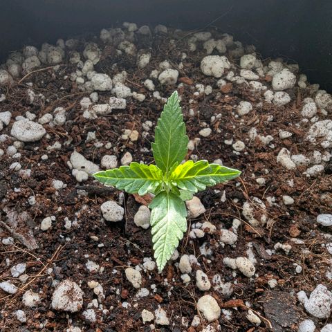 Quick One growlog timeline photo