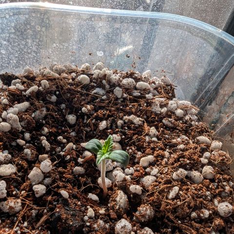 Sherbet Queen Automatic growlog timeline photo