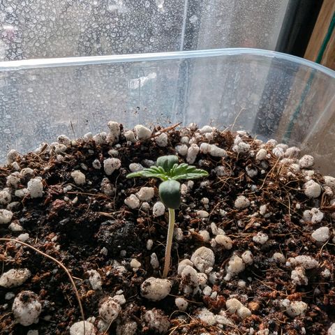 Sherbet Queen Automatic growlog timeline photo
