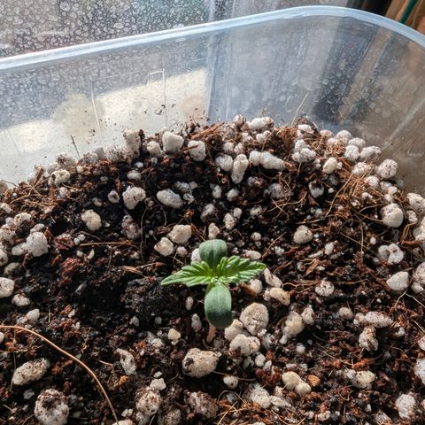 Sherbet Queen Automatic growlog timeline photo