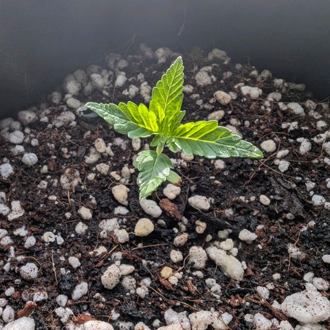 Quick One growlog timeline photo