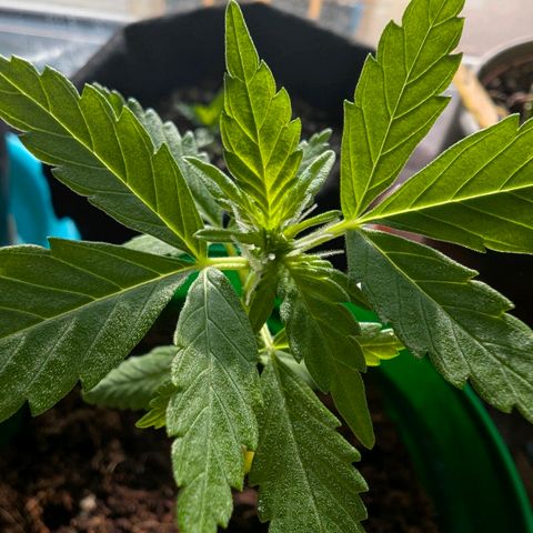 Auto Gorilla Blue growlog timeline photo