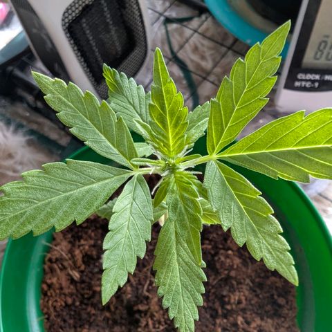 Auto Gorilla Blue growlog timeline photo