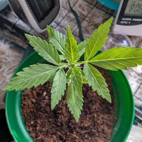 Auto Gorilla Blue growlog timeline photo