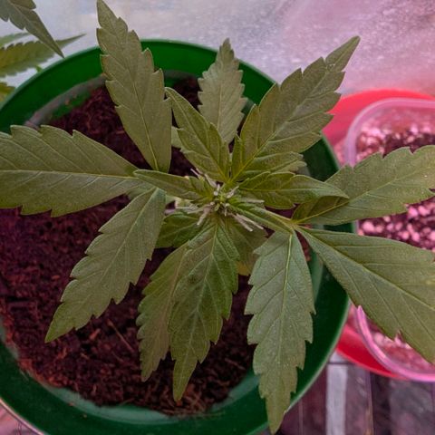 Auto Gorilla Blue growlog timeline photo