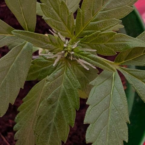 Auto Gorilla Blue growlog timeline photo