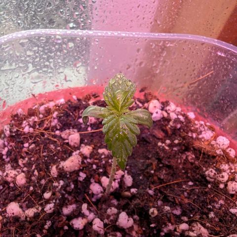 Sherbet Queen Automatic growlog timeline photo