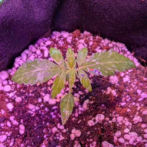 Quick One growlog timeline photo