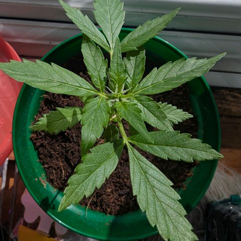 Auto Gorilla Blue growlog timeline photo