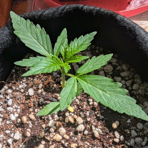 Quick One growlog timeline photo