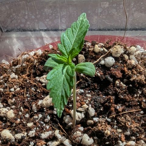 Sherbet Queen Automatic growlog timeline photo