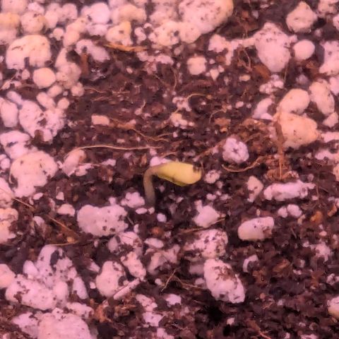 Special Queen #1 growlog timeline photo