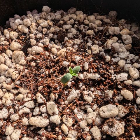 Special Queen #1 growlog timeline photo