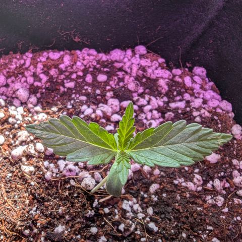 Sherbet Queen Automatic growlog timeline photo