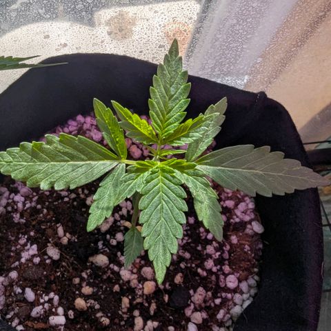 Quick One growlog timeline photo