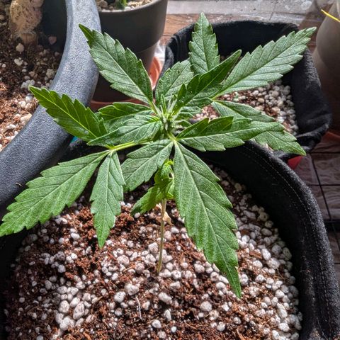 Auto Gorilla Blue growlog timeline photo