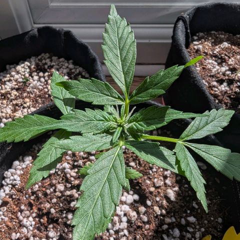 Auto Gorilla Blue growlog timeline photo