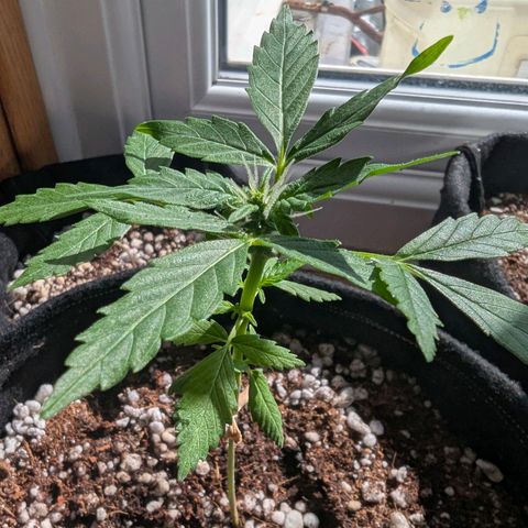 Auto Gorilla Blue growlog timeline photo